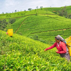 15979547-female-worker-at-tea-plantation-nuwara-eliya-sri-lanka