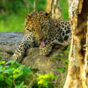 Sri Lankan Wild Life